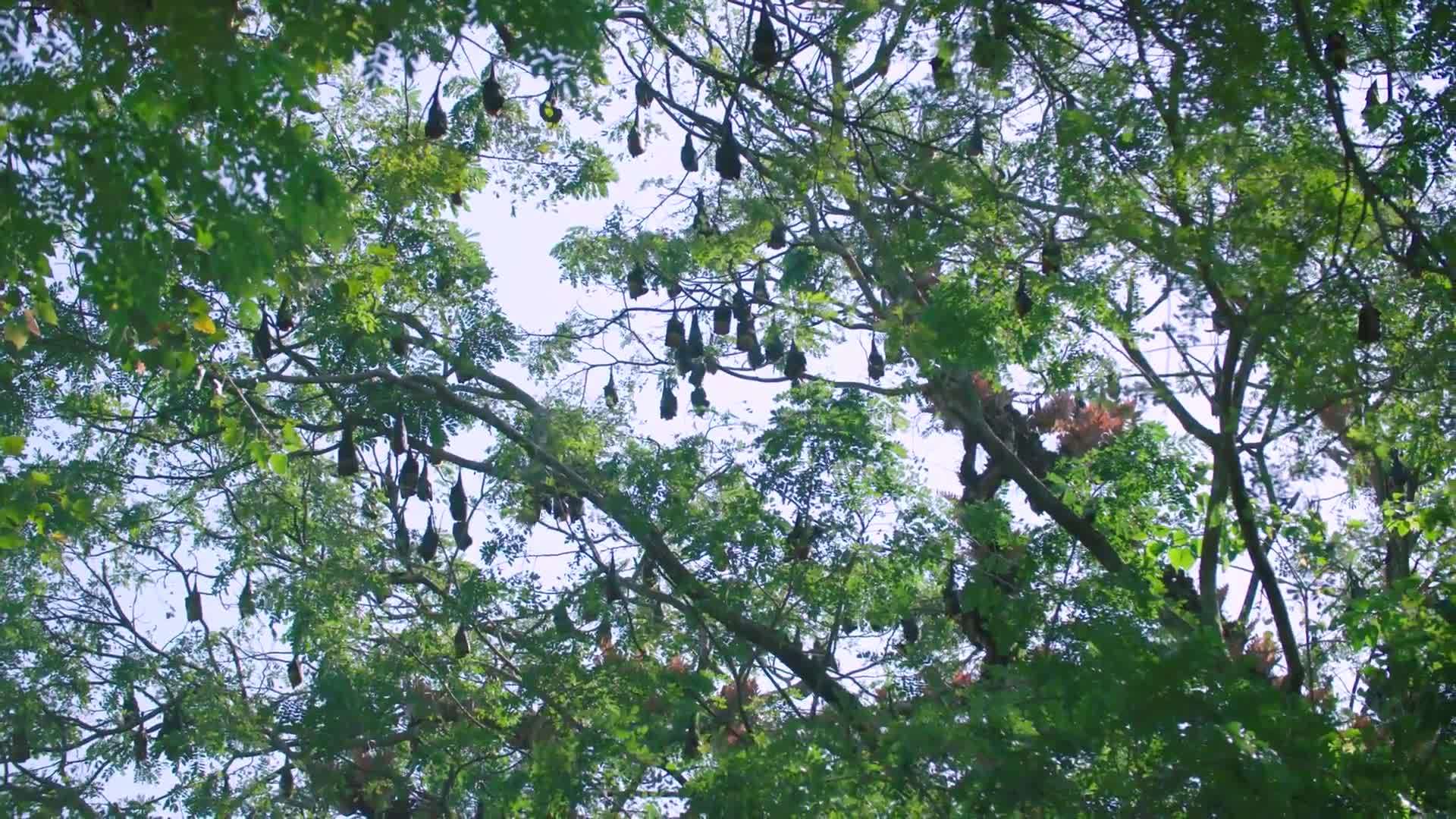 Field in Focus: Flying Foxes
